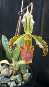 Paphiopedilum bungebelangi