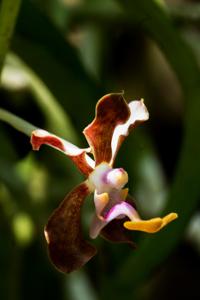 Vanda liouvillei