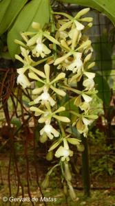 Epidendrum coronatum