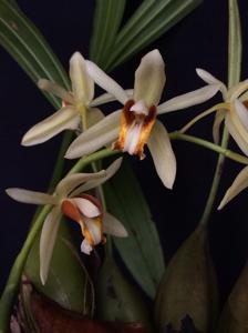 Coelogyne trinervis
