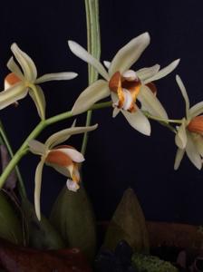 Coelogyne trinervis