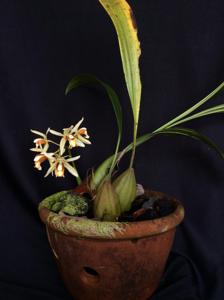 Coelogyne trinervis