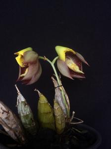 Catasetum macrocarpum