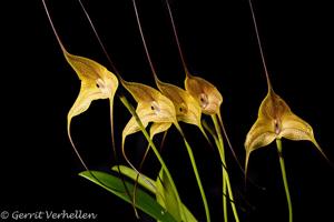 Masdevallia triangularis