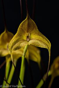 Masdevallia triangularis