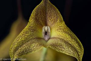 Masdevallia triangularis