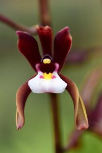 Cymbidium atropurpureum