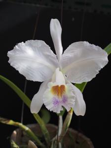 Cattleya lueddemanniana