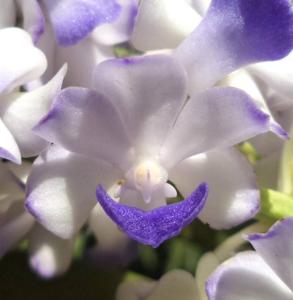 Rhynchostylis coelestis