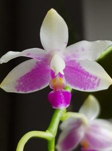 Phalaenopsis modesta