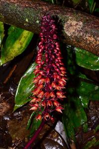 Diglyphosa latifolia