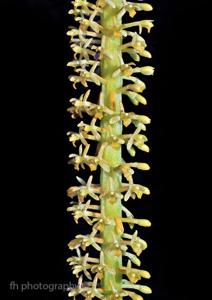 Hippeophyllum scortechinii