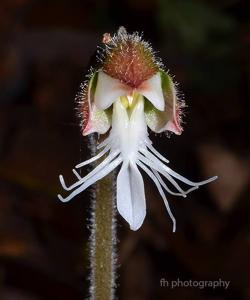 Anoectochilus setaceus