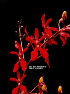 Renanthera philippinensis