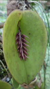 Acianthera pectinata