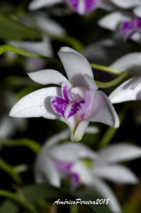 Dendrobium kingianum