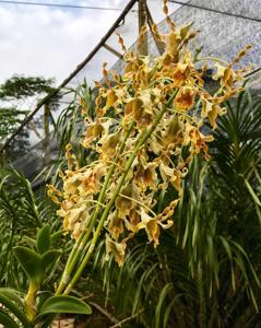 Dendrobium busuangense