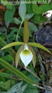 Brassavola ceboletta