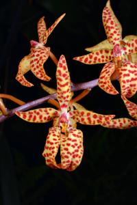 Renanthera monachica