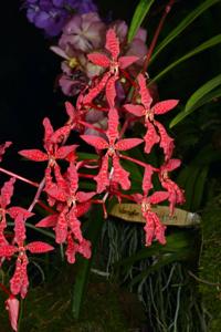 Renanthera bella