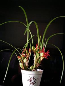 Maxillaria tenuifolia