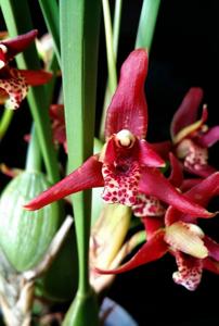 Maxillaria tenuifolia