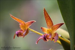 Bulbophyllum claptonense