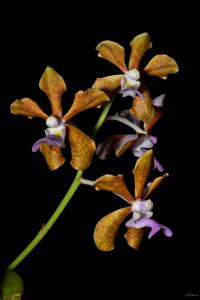 Vanda bensonii