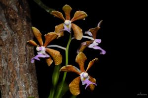 Vanda bensonii