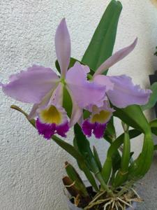 Cattleya wallisii