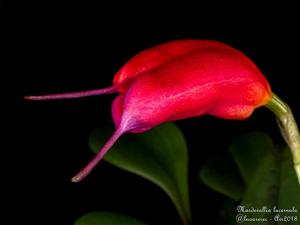 Masdevallia lucernula