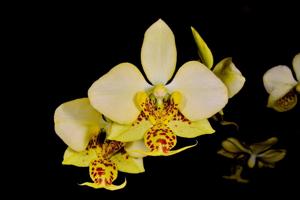 Phalaenopsis stuartiana