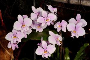 Phalaenopsis schilleriana