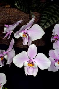 Phalaenopsis schilleriana