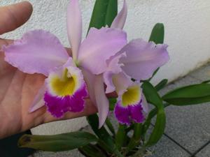 Cattleya wallisii