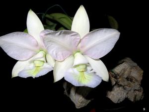 Cattleya nobilior