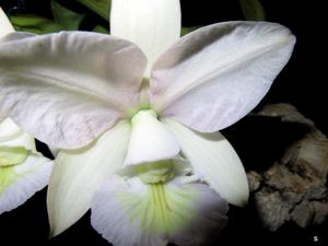 Cattleya nobilior