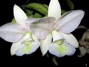 Cattleya nobilior