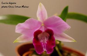 Cattleya bicalhoi