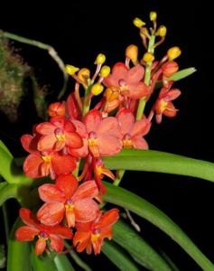 Vanda curvifolia