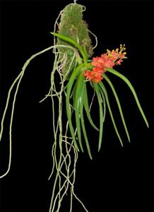 Vanda curvifolia