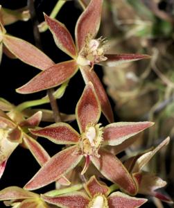 Macradenia multiflora