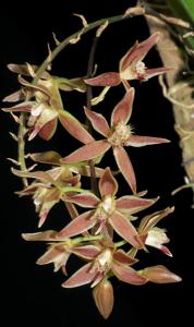 Macradenia multiflora