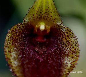 Masdevallia bennettii