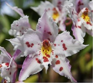 Oncidium alexandrae