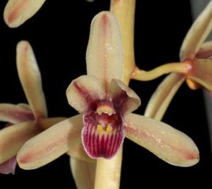 Cymbidium aloifolium