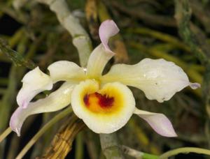 Dendrobium signatum