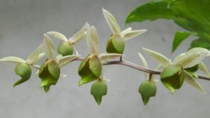 Catasetum fuchsii