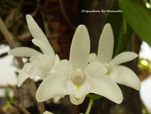 Dendrobium kingianum