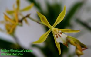 Oncidium dracoceps